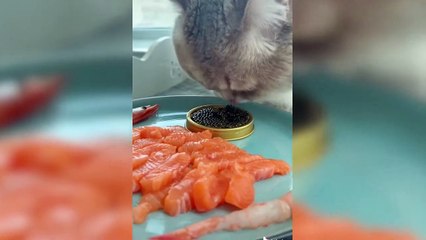 Funny and Cute Dog and Cat Compilation #3  Pets Kingdom Video 2020