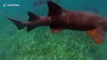 Snorkelers get up close and personal with nurse sharks in Belize