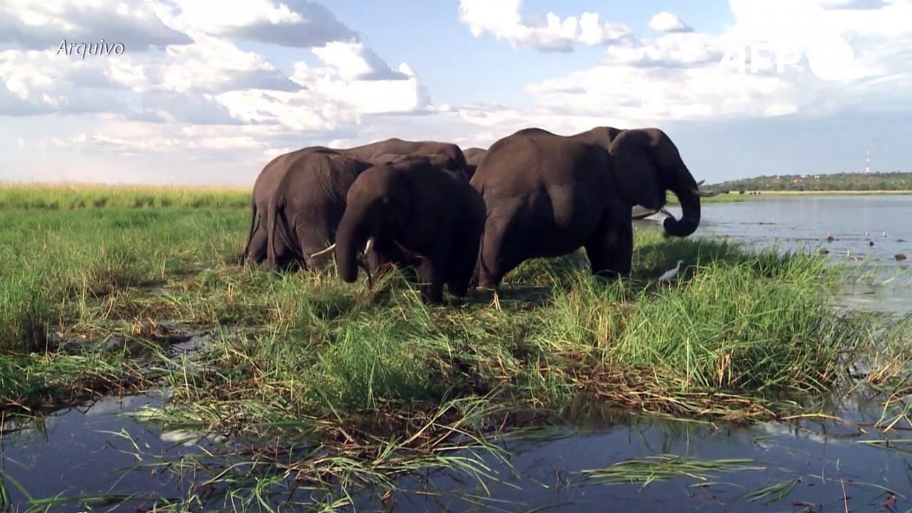 Botswana reports mysterious deaths of hundreds...