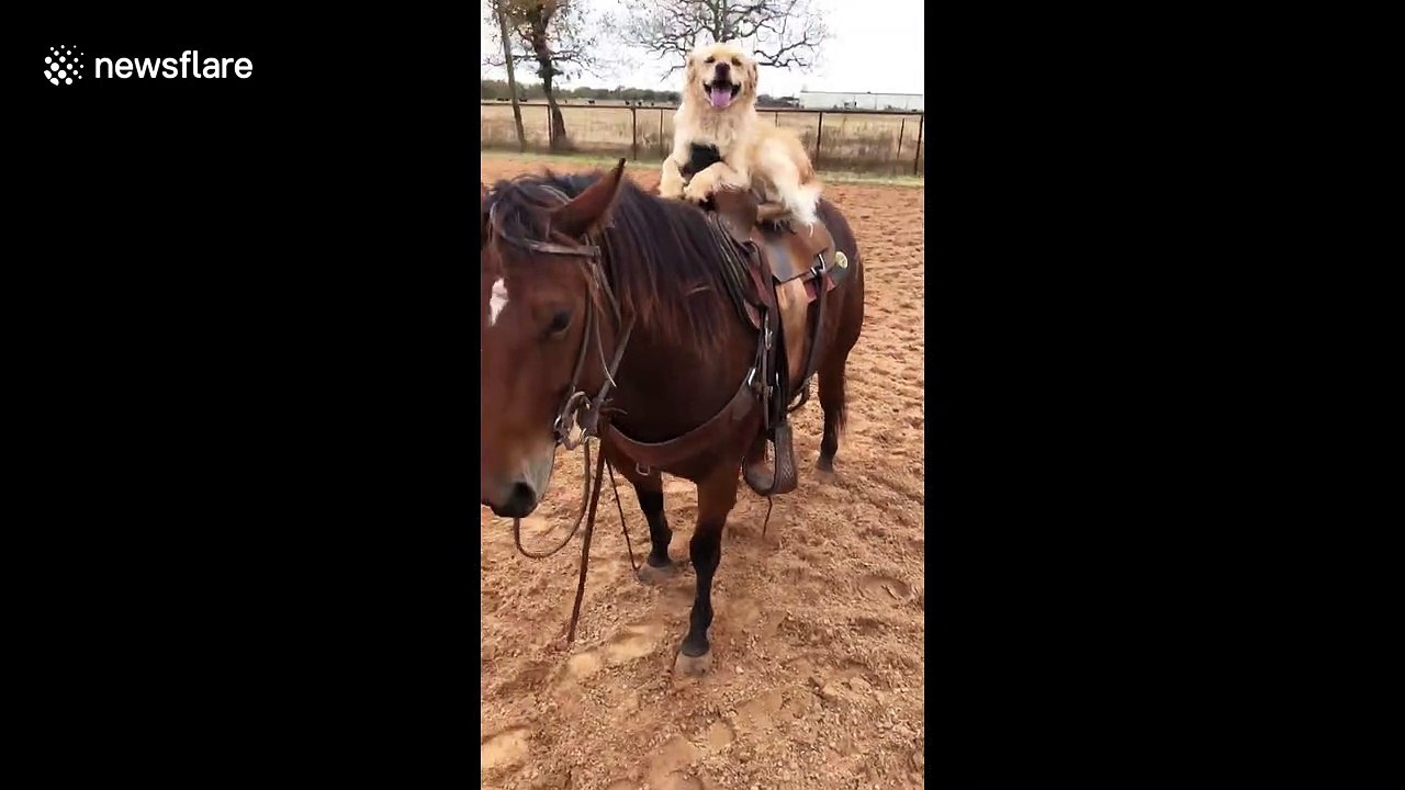 Dog has time of its life riding horse on Texas ranch