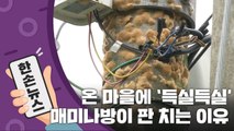 [15초 뉴스] 온 마을에 '득실득실'...매미나방이 판을 치는 이유 / YTN