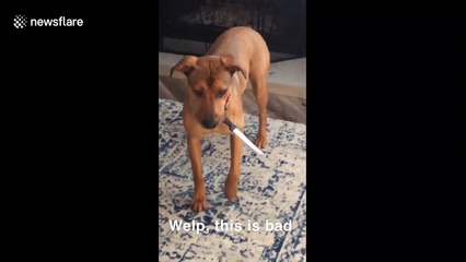 Canine escapes close call when he bites into a knife