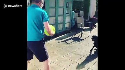Dog has day under the sun playing volley tennis with huge ball in Essex