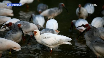 따오기 복원 순항…생태 도시로 도약