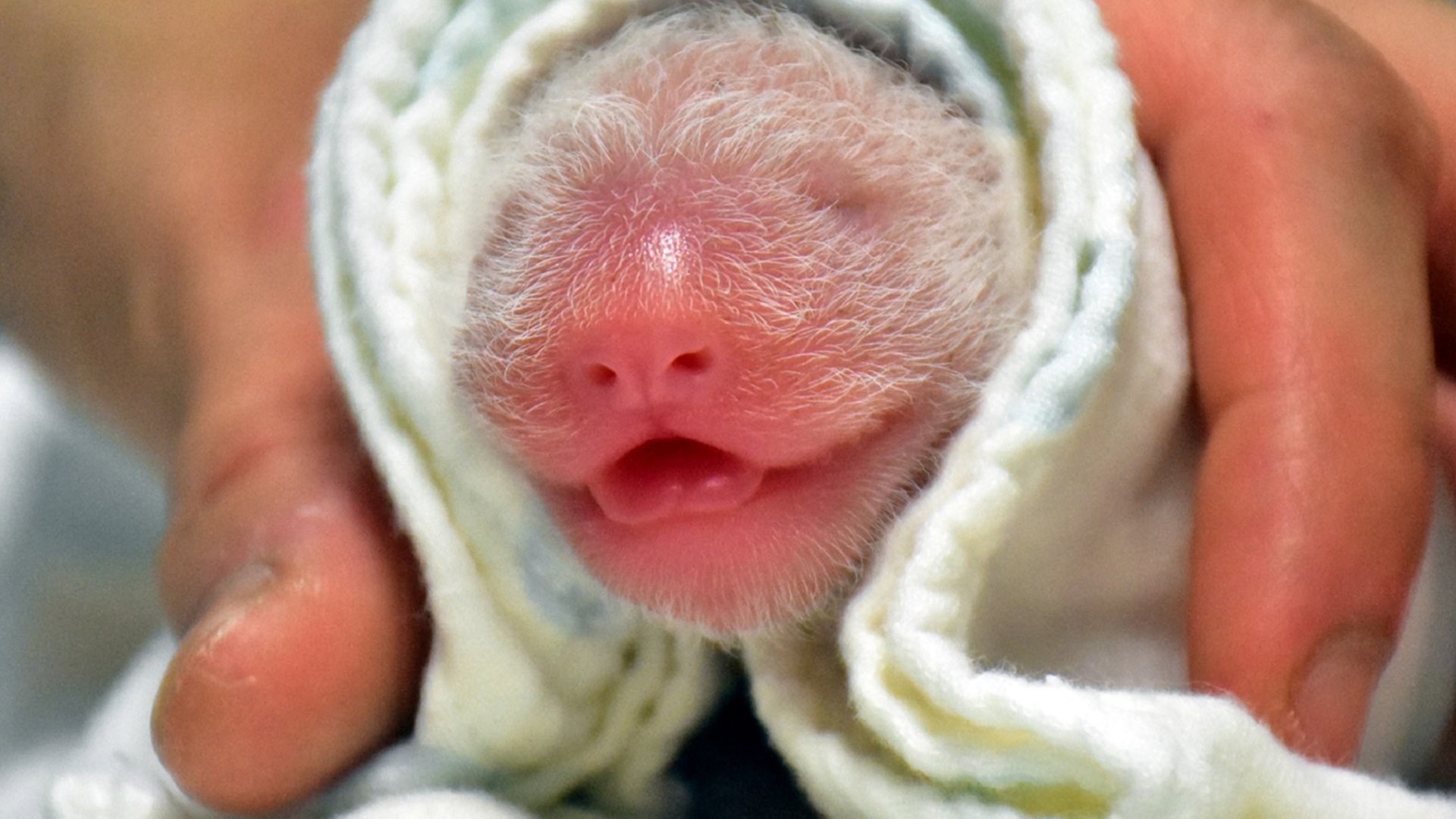 ⁣Giant panda Yuan Yuan gives birth to a second daughter in Taiwan