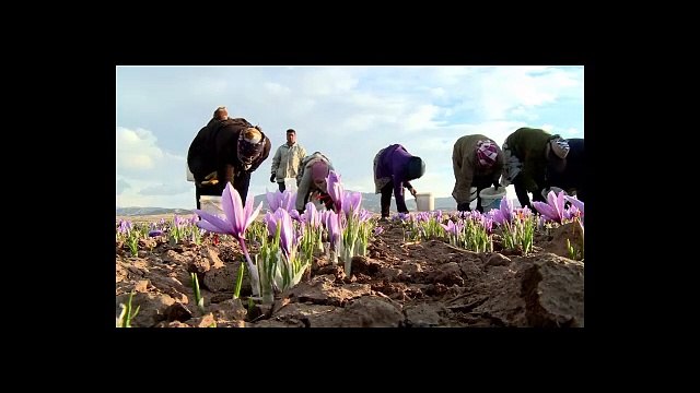 NEGIN !! WA:083 854 153 392	Putik Bunga Saffron surabaya malang