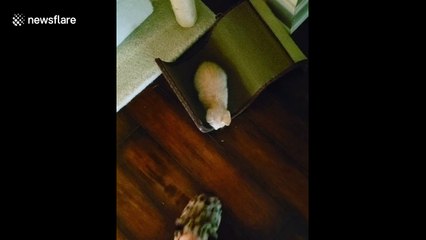 Jumpy little kitten is terrified of slippers in Florida