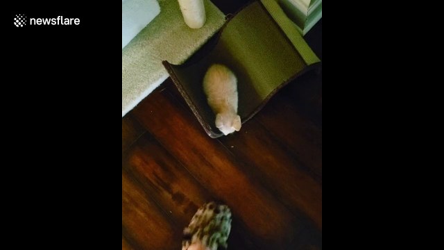 Jumpy little kitten is terrified of slippers in Florida