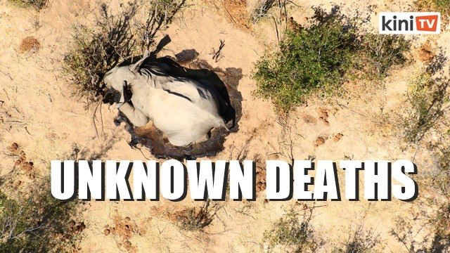 Botswana investigating deaths of hundreds of elephants