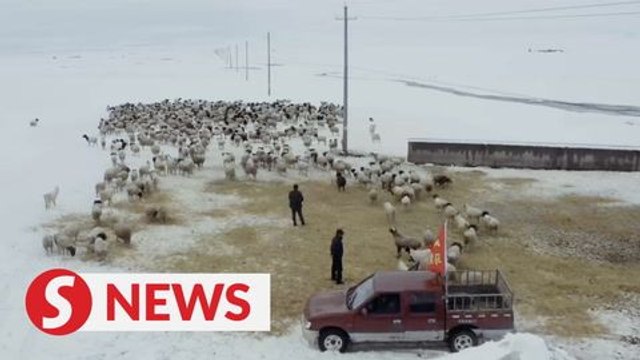 Surprise snow storm hits NW China's Xinjiang