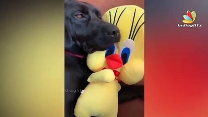 കരഞ്ഞു തളർന്ന് ഫഡ്ജ് _ Sushant Singh Pet Dog  Fudge Emotional Video _ MS dhoni, Bollywood
