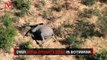 What's to Blame for Hundreds of Mysterious Elephant Deaths in Botswana