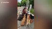 Dog whisperer attracts mob of stray canines to her motorcycle for food in Thailand