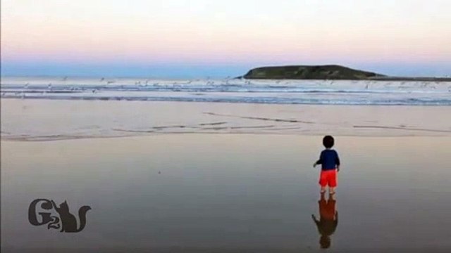 Adorable Toddler Delights in Sunset Run With Seagulls on Stunning Coffs Harbour Beach