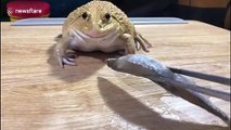 Greedy bullfrog absolutely devours raw fish for lunch in Thailand