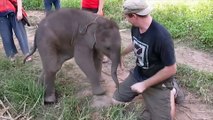Save Baby Elephants | Awesome Baby Elephants Videos