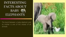 Facts about Baby elephants