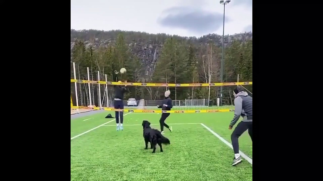 This Dog Plays Volleyball Better Then Human