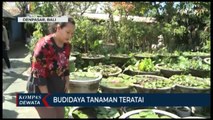 Teratai, Bunga Cantik Untuk Memperindah Halaman Rumah