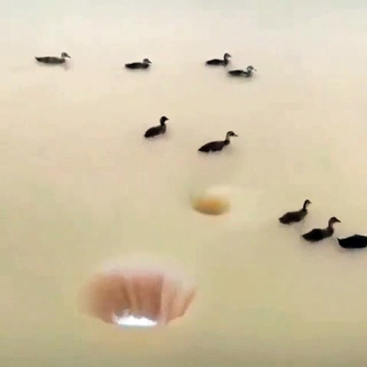Des canards tombent dans un trou formé dans de l'eau