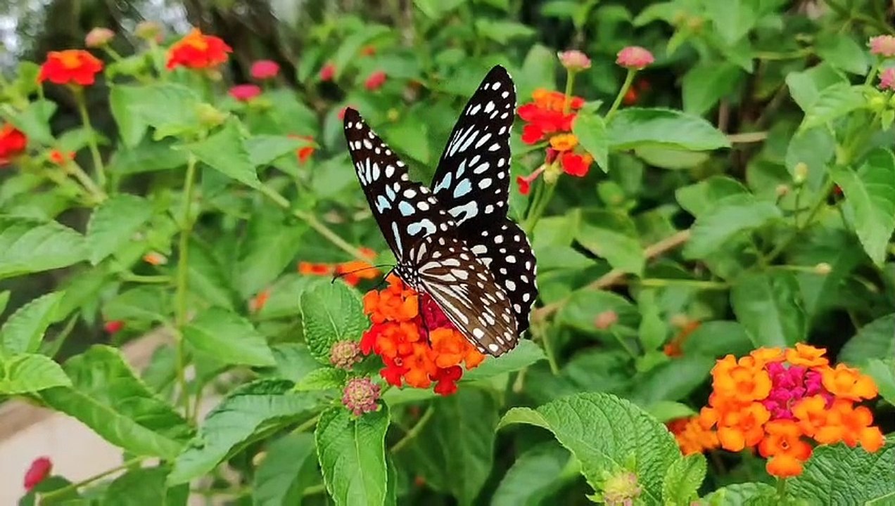 Meditate with nature