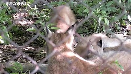 شاهد: شبلان من أشبال الوشق الأوراسي يخطوان أولى خطواتهما في بلغاريا