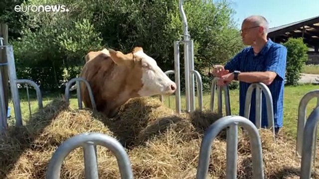 Prácticamente todas las especies animales albergan un coronavirus . ¿Cómo saltan a los humanos?