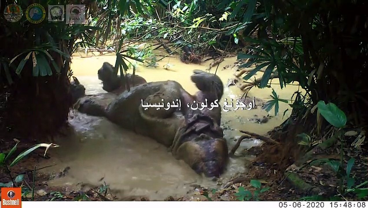 لقطات نادرة لوحيد القرن الجاوي المهدد بالانقراض