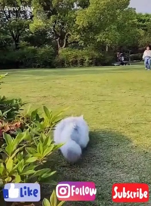 Baby Cats - Cute and Funny Cat Videos Compilation #3 | Aww Baby