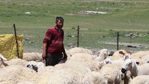 Dört bin lira maaşla çalıştıracak çoban bulamıyorlar