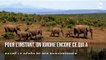 Des centaines d'éléphants sont morts dans des conditions mystérieuses au Botswana