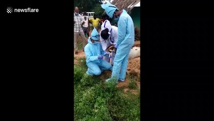 Goats tested for COVID-19 after two farmers fall ill Karnataka, southern India