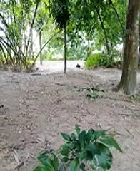 এখানে একটা মুরগির  আছে  সে, খাবার খায়