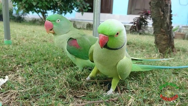 Natural Parrot Chirping Sounds