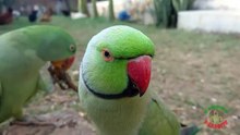 Talking Parrot Making Cute Noises