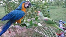 American Parrot vs Indian Parrot
