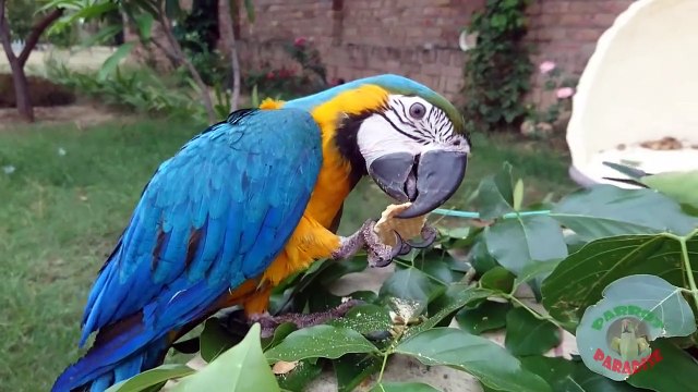 Funny Parrot Sounds and Calls