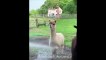 Animals SOO Cute Cute baby animals Videos Compilation cutest moment of the animals #2