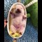 Animals SOO Cute Cute baby animals Videos Compilation cutest moment of the animals #7