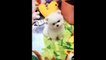 Animals SOO Cute Cute baby animals Videos Compilation cutest moment of the animals #9