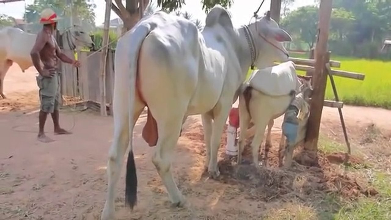 How to Breeding a Cow || Traditional Cow Breeding || Changder TV