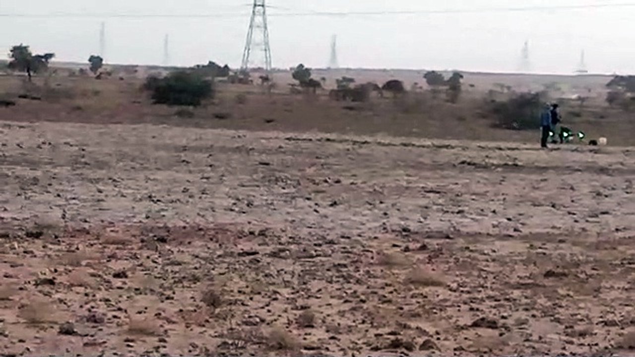 जैसलमेर में टिड्डी दलों का हमला जारी