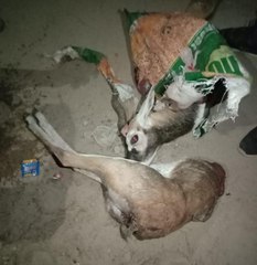 ग्रामीणों ने ब्लैक बक का शिकार कर बोरी में ले जाते दो आरोपियों को पकड़ा