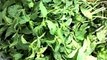 Pudina(Mint)-Health benefits of the most popular herb-Digestion,Cough,Fever,Cholera-
