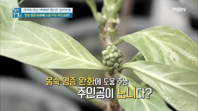 노니, 만성 염증 완화엔 역시 노니지~!