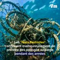 Des filets de pêche connectés pour limiter la pollution des mers