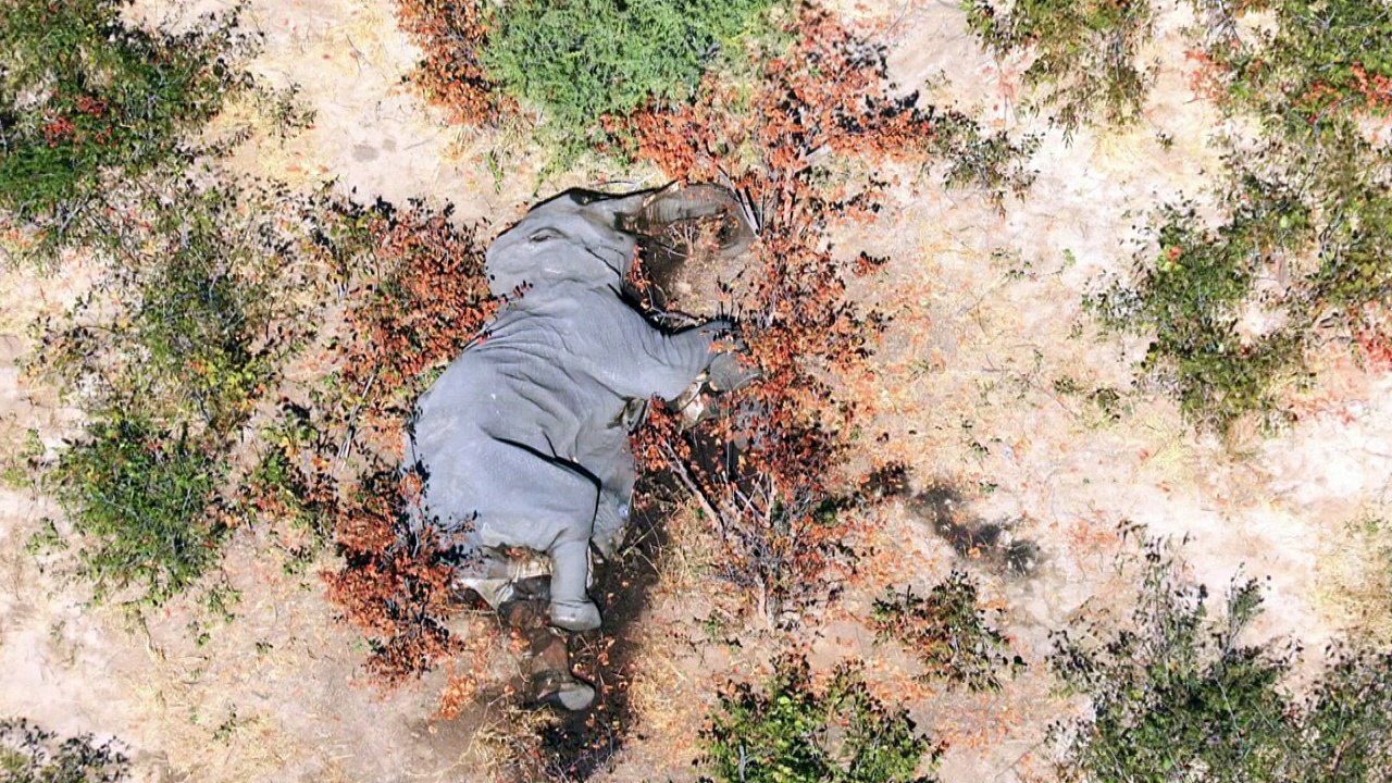 Misteriosa muerte de al menos 275 elefantes en Botsuana