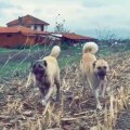 YAKISIKLI ASLAN KANGAL KOPEKLERi - KANGAL SHEPHERD DOGS