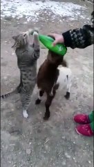 Keçi ile kedi  süt içme yarışı