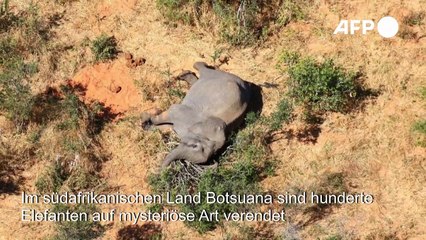 Botsuana: Rätselraten über Massensterben von Elefanten